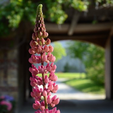 Forretnings-middag gourmet 