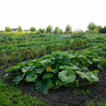 Festivitas i aftentimerne