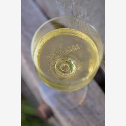 kologisk Belle Cider 2019