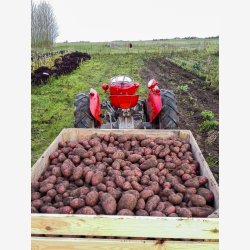 kologisk Kartoffel Vodka 